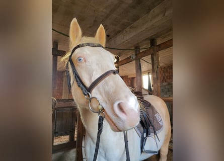 Quarter Pony, Wałach, 9 lat, 154 cm, Biała