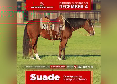 Quarter Pony, Wałach, 6 lat, 145 cm, Gniada