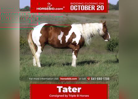 Quarter Pony, Wallach, 10 Jahre, 147 cm, Schecke