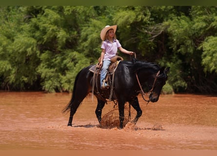 Quarter Pony, Wallach, 11 Jahre, 132 cm, Rotbrauner