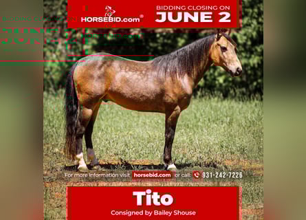Quarter Pony, Wallach, 11 Jahre, 137 cm, Buckskin