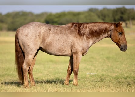 Quarter Pony, Wallach, 12 Jahre, 135 cm, Roan-Red