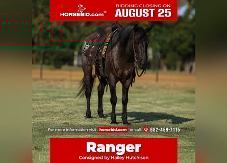 Quarter Pony, Wallach, 12 Jahre, 142 cm, Roan-Blue