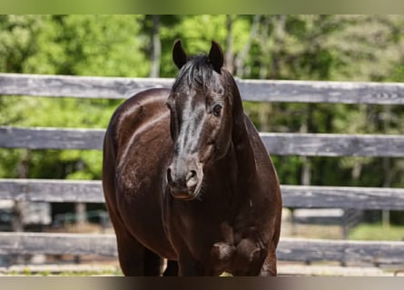 Quarter Pony, Wallach, 12 Jahre, Rotbrauner