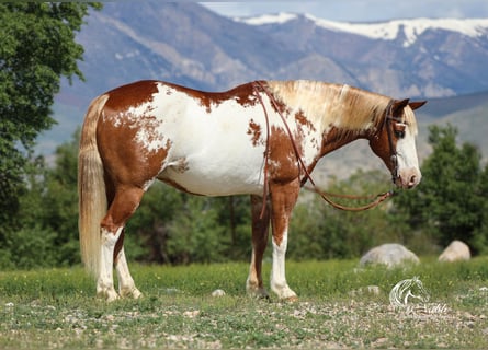Quarter Pony, Wallach, 13 Jahre, 137 cm, Rotfuchs