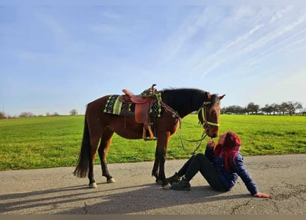 Quarter Pony Mix, Wallach, 4 Jahre, 146 cm, Brauner