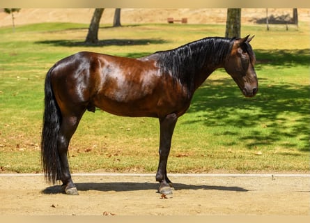 Quarter Pony, Wallach, 5 Jahre, 142 cm, Rotbrauner