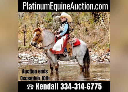 Quarter Pony, Wallach, 5 Jahre, 99 cm, Roan-Red