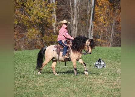 Quarter Pony, Wallach, 5 Jahre, Buckskin
