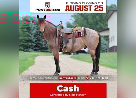 Quarter Pony, Wallach, 6 Jahre, 137 cm, Roan-Bay