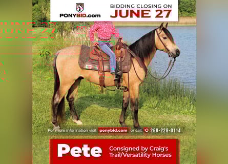 Quarter Pony, Wallach, 6 Jahre, Buckskin