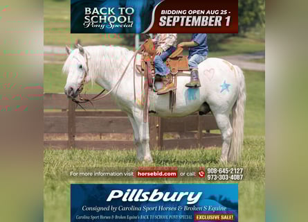 Quarter Pony Mix, Wallach, 7 Jahre, 119 cm, Schimmel