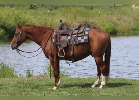 Quarter Pony, Wallach, 7 Jahre, 142 cm, Rotfuchs