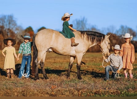 Quarter Pony, Wallach, 8 Jahre, 132 cm, Buckskin