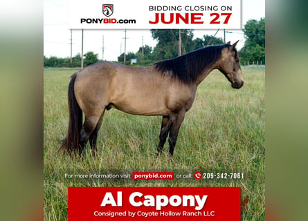 Quarter Pony, Wallach, 8 Jahre, 132 cm
