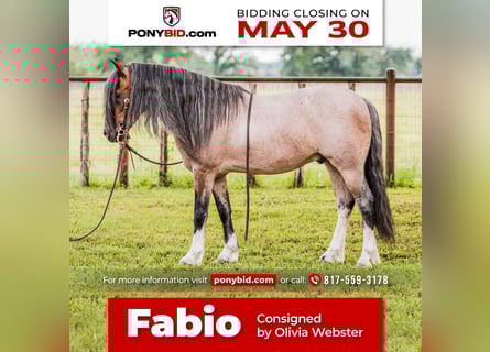 Quarter Pony, Wallach, 8 Jahre, Roan-Bay
