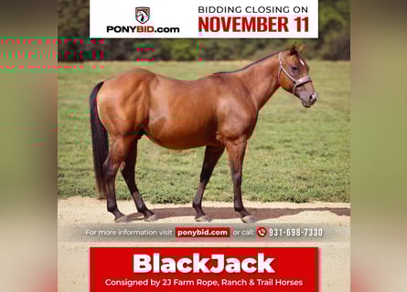 Quarter Pony, Wallach, 9 Jahre, 140 cm, Rotbrauner