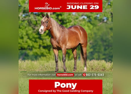Quarter Pony, Wallach, 9 Jahre, 142 cm, Rotbrauner