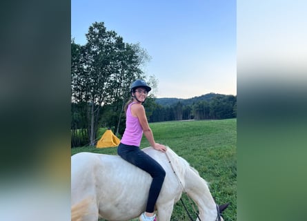 Quarter Pony, Wallach, 9 Jahre, 154 cm, White