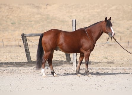 Quarter Pony, Wallach, 9 Jahre, Rotbrauner