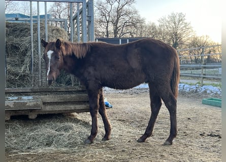 Quarterhäst, Hingst, 1 år, 148 cm, Fux