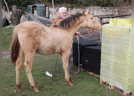 Quarterhäst, Hingst, 1 år, 150 cm, Champagne