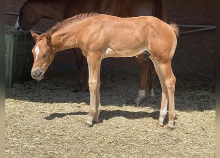 Quarterhäst, Hingst, 1 år, 150 cm, fux