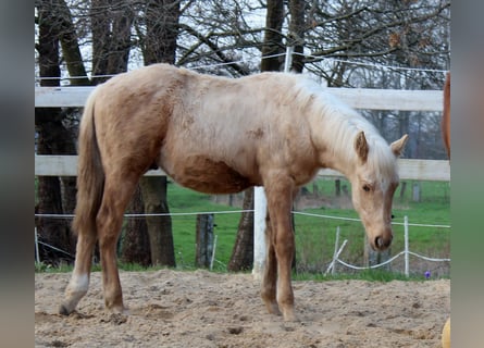 Quarterhäst, Hingst, 1 år, 150 cm, Palomino