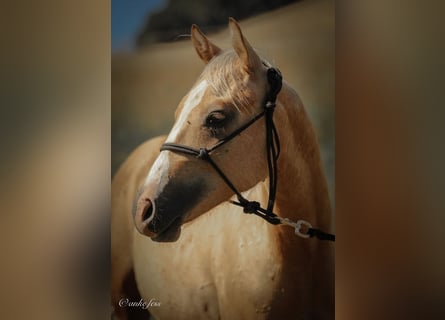 Quarterhäst, Hingst, 1 år, 150 cm, Palomino
