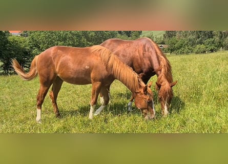 American Quarter Horse, Hengst, 1 Jahr, 152 cm, Fuchs