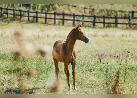 Quarterhäst, Hingst, 1 år, fux