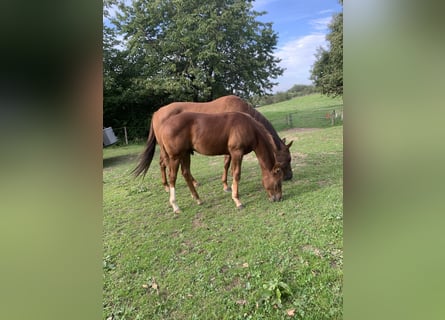 Quarterhäst, Hingst, 2 år, 160 cm, Fux