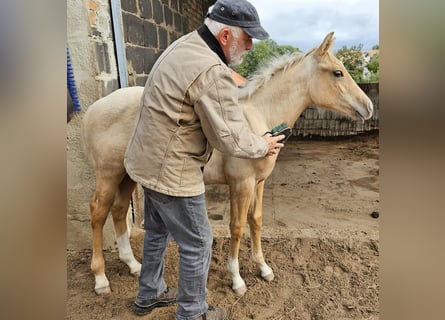 Quarterhäst, Hingst, Föl (05/2024), 150 cm, Palomino