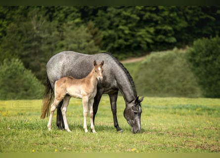 Quarterhäst, Hingst, Föl (04/2024), 150 cm