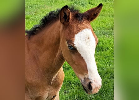 Quarterhäst, Hingst, Föl (04/2024), 152 cm, Brun