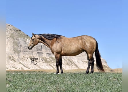 Quarterhäst, Sto, 10 år, 152 cm, Gulbrun