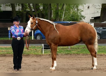 Quarterhäst, Sto, 12 år, 148 cm, Palomino