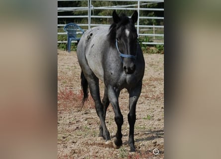 Quarterhäst, Sto, 17 år, 145 cm, Grå-blå-brun