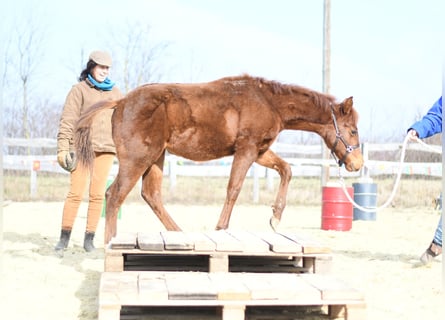 Quarterhäst, Sto, 1 år, 145 cm, Fux