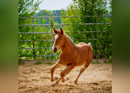 Quarterhäst, Sto, 1 år, 150 cm, Brun