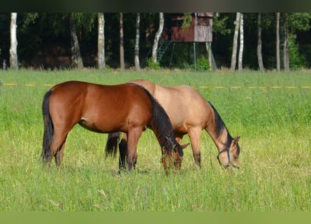 Quarterhäst, Sto, 1 år, 155 cm, Rökfärgad svart