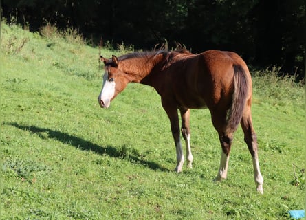 Quarterhäst, Sto, 1 år, Brun