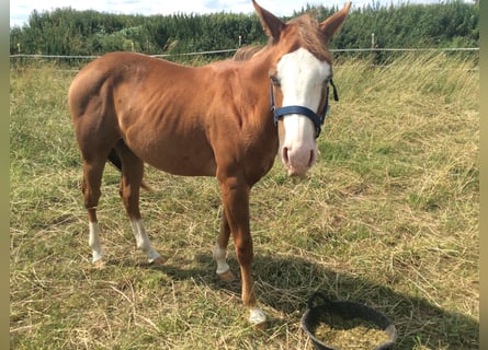 Quarterhäst, Sto, 2 år, 145 cm, Fux