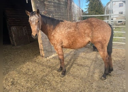 Quarterhäst, Sto, 2 år, 147 cm, Gulbrun