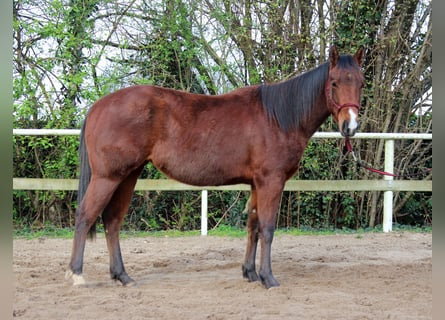 Quarterhäst, Sto, 2 år, 148 cm, Brun