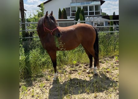 Quarterhäst, Sto, 2 år, 150 cm, Brun