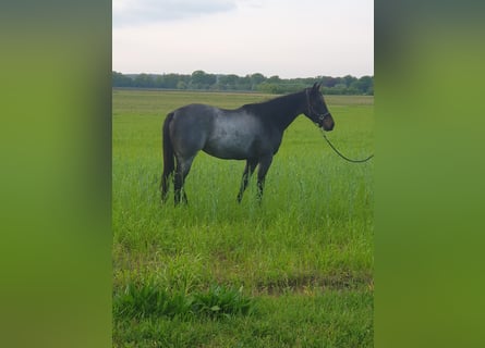 Quarterhäst, Sto, 3 år, 149 cm, Brunskimmel