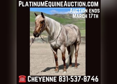 Quarterhäst, Sto, 4 år, 150 cm, Palomino