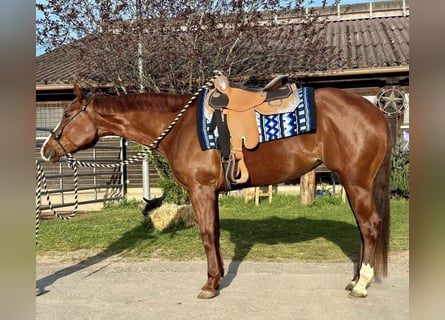 American Quarter Horse, Stute, 4 Jahre, 158 cm, Fuchs