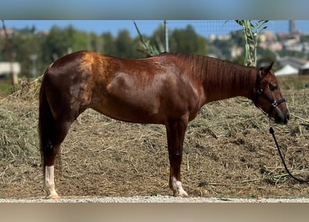 American Quarter Horse, Stute, 7 Jahre, 160 cm, Rotfuchs